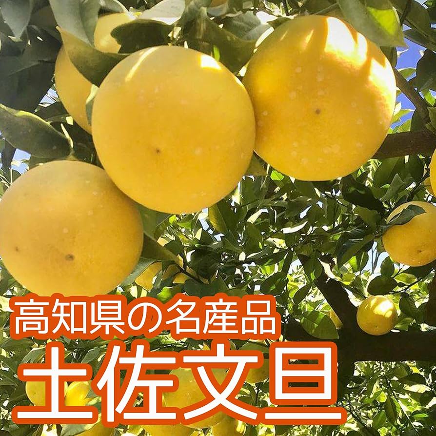 ㉔特大サイズ 高知特産 露地栽培 土佐文旦 文旦 約20kg 5L 特大 compass1643196021.jpg?fitin=